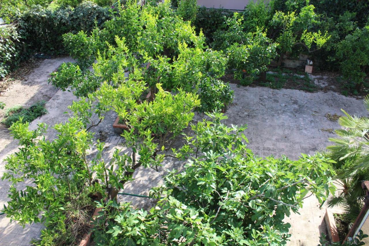 Greenhouse ماسكالوتشا المظهر الخارجي الصورة