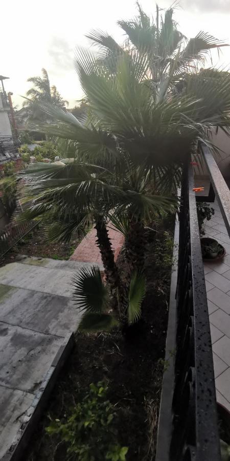 Greenhouse ماسكالوتشا المظهر الخارجي الصورة