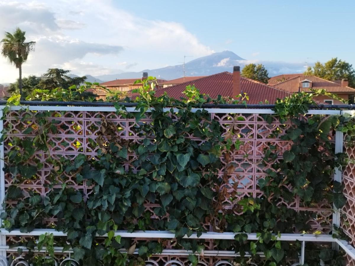 Greenhouse ماسكالوتشا المظهر الخارجي الصورة